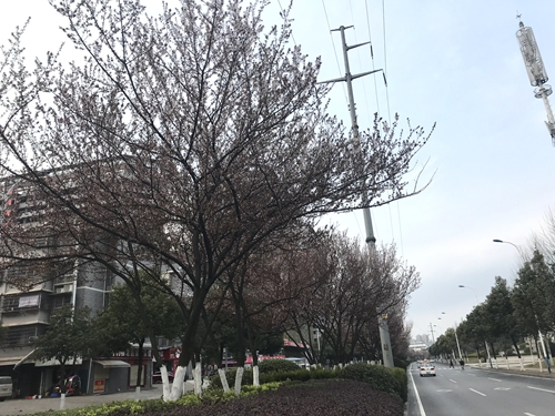 ×ÏÒ¶Àî.jpg ×ÏÒ¶Àî.jpg